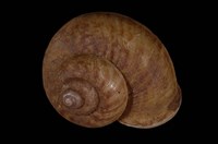 藏品(球蝸牛)的圖片